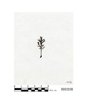 藏品(樹雉尾苔)的圖片